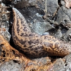 Limax maximus (Leopard Slug, Great Grey Slug) at Latham, ACT - 24 Sep 2021 by tpreston