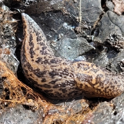 Limax maximus (Leopard Slug, Great Grey Slug) at Latham, ACT - 24 Sep 2021 by trevorpreston