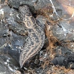 Limax maximus at Latham, ACT - 24 Sep 2021 01:17 PM