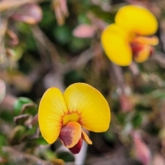 Bossiaea buxifolia (Matted Bossiaea) at Umbagong District Park - 24 Sep 2021 by tpreston