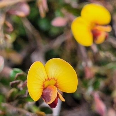 Bossiaea buxifolia (Matted Bossiaea) at Latham, ACT - 24 Sep 2021 by trevorpreston