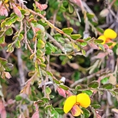 Bossiaea buxifolia at Latham, ACT - 24 Sep 2021 01:22 PM