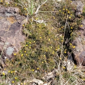 Bossiaea buxifolia at Latham, ACT - 24 Sep 2021 01:22 PM