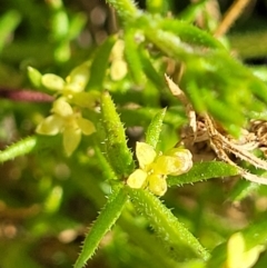 Galium gaudichaudii subsp. gaudichaudii (Rough Bedstraw) at Latham, ACT - 24 Sep 2021 by trevorpreston