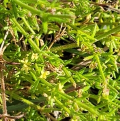 Galium gaudichaudii subsp. gaudichaudii at Latham, ACT - 24 Sep 2021 01:27 PM