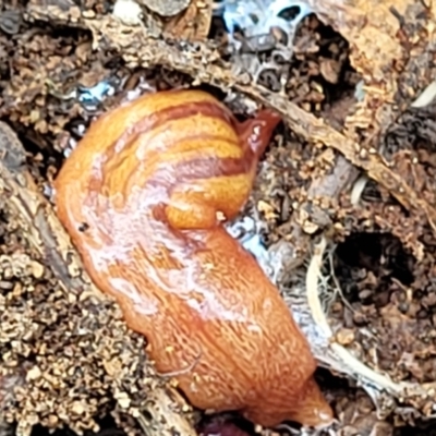 Lenkunya virgata (Brown-streaked planarian) at Latham, ACT - 24 Sep 2021 by tpreston