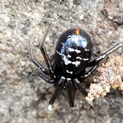 Steatoda capensis at Latham, ACT - 24 Sep 2021 by trevorpreston