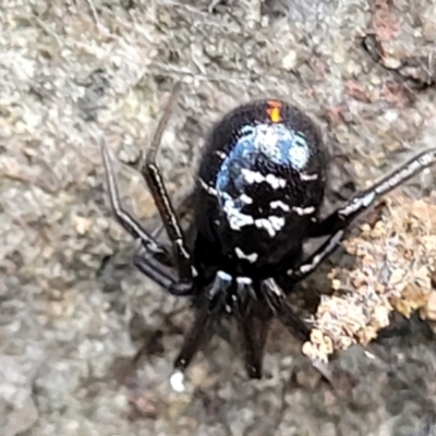 Steatoda capensis (South African cupboard spider) at Latham, ACT - 24 Sep 2021 by trevorpreston