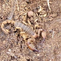 Urodacus manicatus (Black Rock Scorpion) at Umbagong District Park - 24 Sep 2021 by tpreston