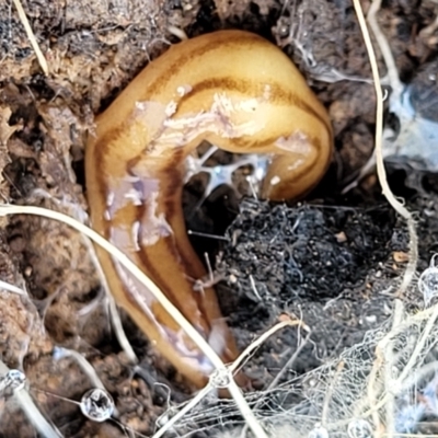 Anzoplana trilineata (A Flatworm) at Umbagong District Park - 24 Sep 2021 by tpreston