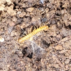 Cryptops sp. (genus) (Blind Scolopendroid Centipede) at Latham, ACT - 24 Sep 2021 by trevorpreston