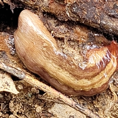 Lenkunya virgata (Brown-streaked planarian) at Latham, ACT - 24 Sep 2021 by tpreston