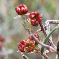 Dodonaea viscosa subsp. angustissima (Hop Bush) at Latham, ACT - 24 Sep 2021 by tpreston