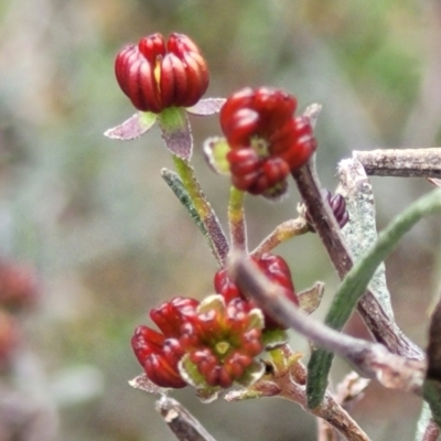 Dodonaea viscosa subsp. angustissima (Hop Bush) at Umbagong District Park - 24 Sep 2021 by tpreston