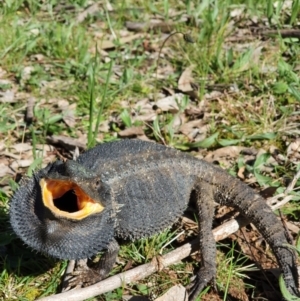 Pogona barbata at Majura, ACT - 24 Sep 2021