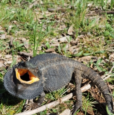 Pogona barbata (Eastern Bearded Dragon) at Mount Ainslie - 23 Sep 2021 by Helberth