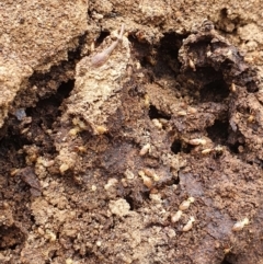 Nasutitermes exitiosus (Snouted termite, Gluegun termite) at Majura, ACT - 22 Sep 2021 by Helberth