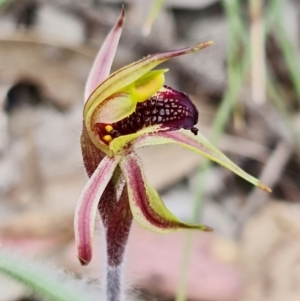 Caladenia actensis at suppressed - 23 Sep 2021