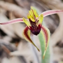 Caladenia actensis at suppressed - 23 Sep 2021