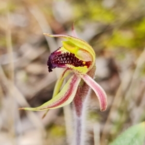 Caladenia actensis at suppressed - 23 Sep 2021