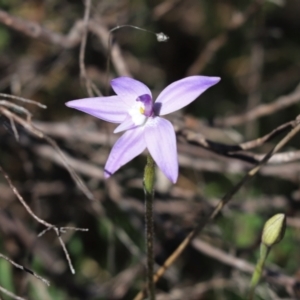 Glossodia major at Cook, ACT - 22 Sep 2021