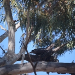 Podargus strigoides (Tawny Frogmouth) at O'Connor, ACT - 24 Sep 2021 by KazzaC