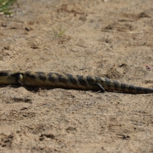 Tiliqua scincoides scincoides at Cook, ACT - 24 Sep 2021