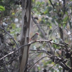 Neochmia temporalis (Red-browed Finch) at O'Connor, ACT - 24 Sep 2021 by KazzaC