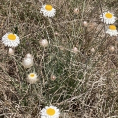 Leucochrysum albicans subsp. tricolor (Hoary Sunray) at Coombs, ACT - 24 Sep 2021 by George