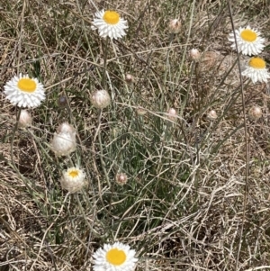 Leucochrysum albicans subsp. tricolor at Coombs, ACT - 24 Sep 2021