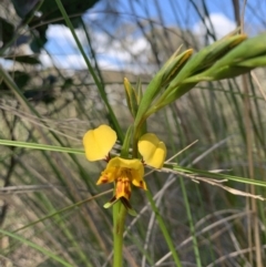 Diuris nigromontana at O'Connor, ACT - suppressed