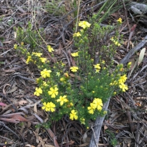 Hibbertia calycina at O'Connor, ACT - 24 Sep 2021 03:51 PM