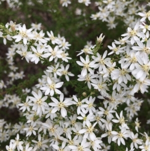 Olearia microphylla at O'Connor, ACT - 24 Sep 2021