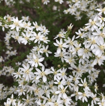 Olearia microphylla (Olearia) at O'Connor, ACT - 24 Sep 2021 by RWPurdie