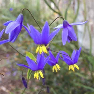 Stypandra glauca (Nodding Blue Lily) at O'Connor, ACT - 24 Sep 2021 by RWPurdie