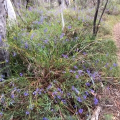 Stypandra glauca at O'Connor, ACT - 24 Sep 2021