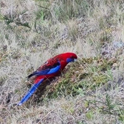 Platycercus elegans (Crimson Rosella) at Isaacs, ACT - 24 Sep 2021 by Mike