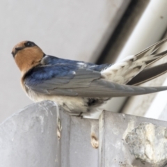 Hirundo neoxena at Belconnen, ACT - 24 Sep 2021