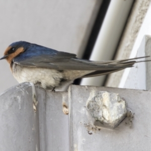 Hirundo neoxena at Belconnen, ACT - 24 Sep 2021