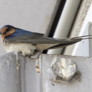 Hirundo neoxena at Belconnen, ACT - 24 Sep 2021