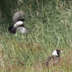 Rhipidura leucophrys (Willie Wagtail) at Hawker, ACT - 23 Sep 2021 by AlisonMilton