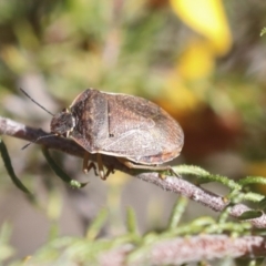 Dictyotus caenosus (Brown Shield Bug) at Bruce Ridge to Gossan Hill - 23 Sep 2021 by AlisonMilton