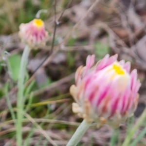 Leucochrysum albicans subsp. tricolor at Isaacs, ACT - 24 Sep 2021