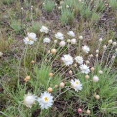 Leucochrysum albicans subsp. tricolor at Isaacs, ACT - 24 Sep 2021 04:45 PM