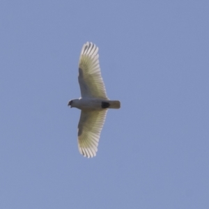 Cacatua sanguinea at Hawker, ACT - 24 Sep 2021 08:52 AM