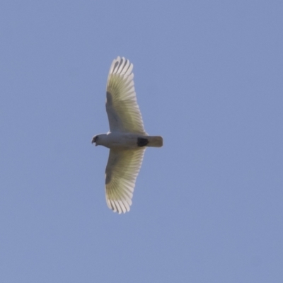 Cacatua sanguinea (Little Corella) at Hawker, ACT - 23 Sep 2021 by AlisonMilton