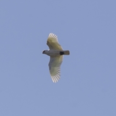 Cacatua sanguinea at Hawker, ACT - 24 Sep 2021 08:52 AM