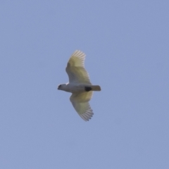 Cacatua sanguinea at Hawker, ACT - 24 Sep 2021