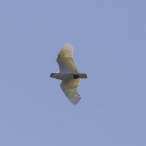 Cacatua sanguinea at Hawker, ACT - 24 Sep 2021 08:52 AM