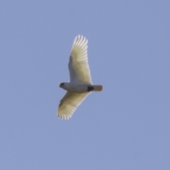 Cacatua sanguinea at Hawker, ACT - 24 Sep 2021 08:52 AM